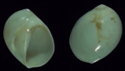Polinices flemingianus