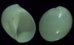 Polinices flemingianus