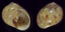 Natica vittata corimbensis