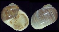Natica gualteriana