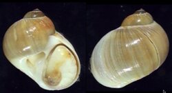 Natica gualteriana