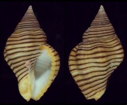 Pollia undosa