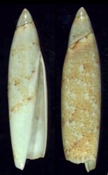 Terebellum terebellum