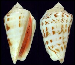 Conomurex decorus