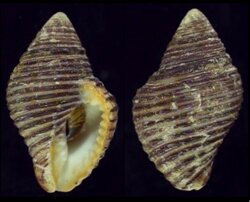 Pollia undosa