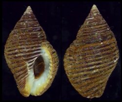 Pollia undosa