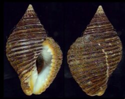 Pollia undosa