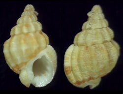 Nassarius consensus