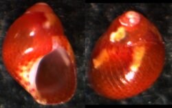 Tricolia affinis