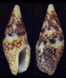 Mitrella guttata