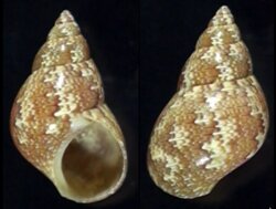 Phasianella variegata