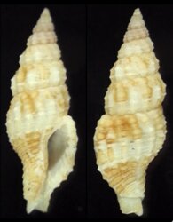 Prodotia iostoma