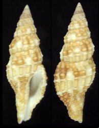 Prodotia iostoma