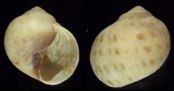 Polinices grossularia