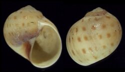 Polinices grossularia