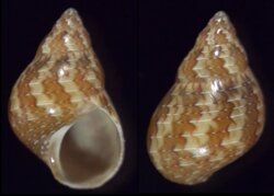 Phasianella variegata