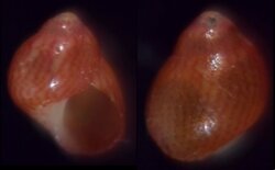 Tricolia affinis