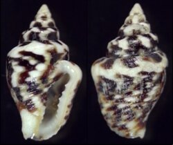 Euplica scripta