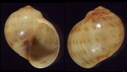 Polinices grossularia