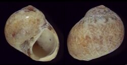 Natica vittata corimbensis