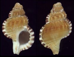 Ranella gemmifera