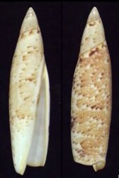 Terebellum terebellum