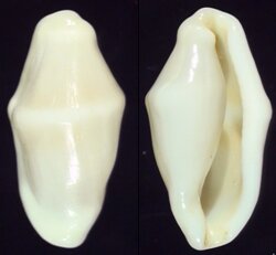 Cyphoma macumba