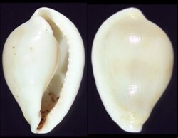 Margovula bimaculata