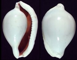 Ovula ovum