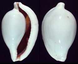 Ovula ovum