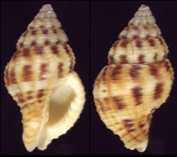 Pollia wagneri