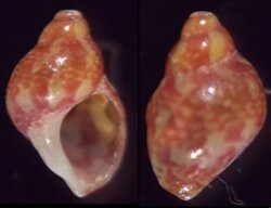 Tricolia kochii