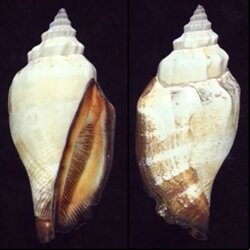Canarium urceus