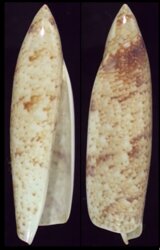 Terebellum terebellum