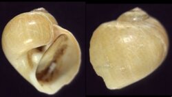 Natica fulminea fma cruentata