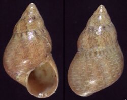 Phasianella variegata