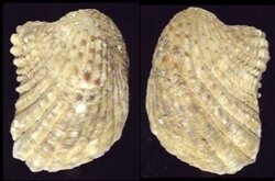 Cardita variegata