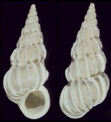 Epitonium coronatum