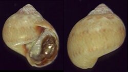 Natica vittata corimbensis