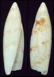 Terebellum terebellum