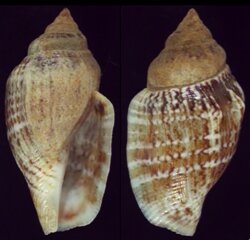 Canarium mutabile