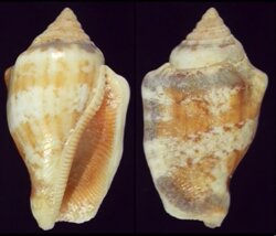 Canarium mutabile