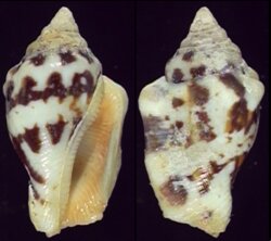Canarium mutabile