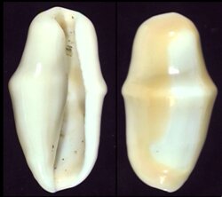 Cyphoma gibbosa