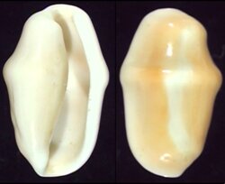 Cyphoma gibbosum