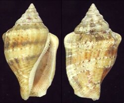 Canarium mutabile