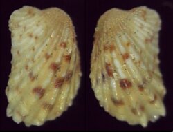 Cardita variegata