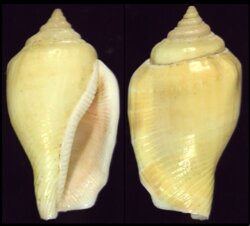 Canarium mutabile