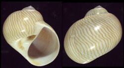 Natica lineata