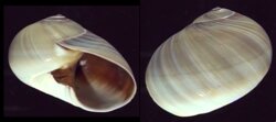 Polinices didyma